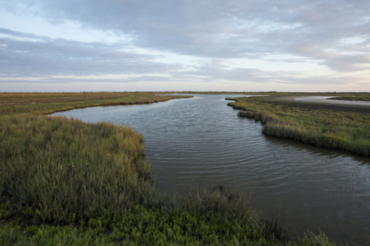 Gulf_Coast_Wetland_Jerod_Foster_for_The_Nature_Conservancy_Pic_2.jpg